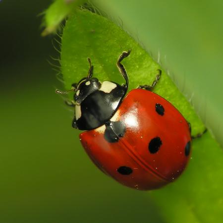 J'ai pas trouvé d'insecticide